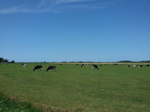 Grasland met koeien