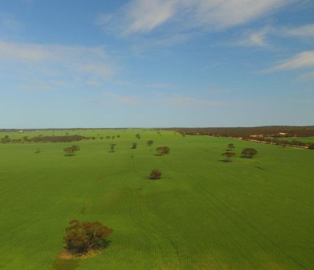 Boerderij : Alawoona, Sud Australien, Australien