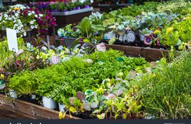 stock-photo-beautiful-and-fresh-variety-of-lettuces-and-other-comestibles-herbs-for-sale-in-a-garden-center-1693415677.jpg
